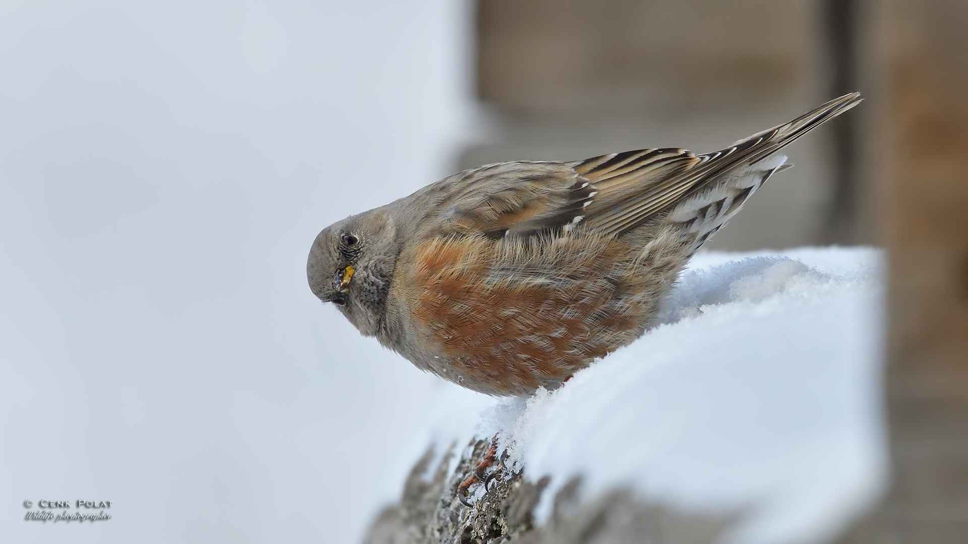 Alpine Accentor